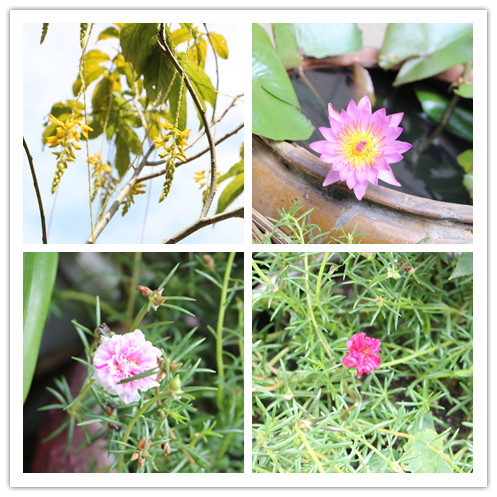 02.溪頭村花.jpg